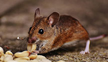 24 Hour & Emergency Exterminators in Highland Heights, KY